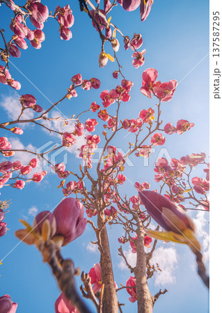 Radiant magnolia flowers blooming in spring with vibrant petals closeup sunny blue sky idyllic floral nature background peaceful natural wallpaper 137587295