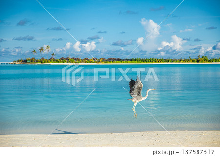 Gorgeous Maldives tropical beach with exotic shore bird flying above turquoise lagoon luxury water villas palm leaves radiant summer island paradise 137587317