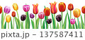Realistic tulip flowers seamless border vector pattern 137587411