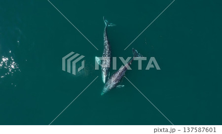 Two gray whales swimming together in the ocean 137587601