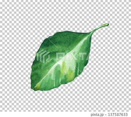 Hand-painted watercolor green leaf with natural texture. Elegant botanical element isolated on white. Illustration for eco-friendly branding, wedding invitations, spring designs, and organic cosmetic 137587633