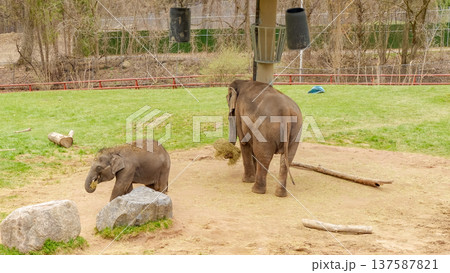 Adult elephant and baby elephant interacting in a natural habitat, showcasing their bond and playful nature in a serene outdoor setting 137587821