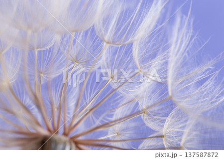 dandelion seeds close up blowing in blue background dandelion seeds close up blowing in blue background 137587872