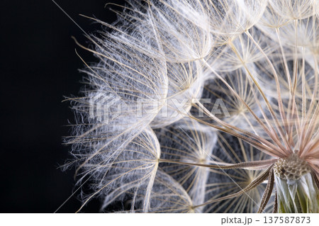 Dandelion seed isolated on a black Dandelion seed isolated on a black 137587873