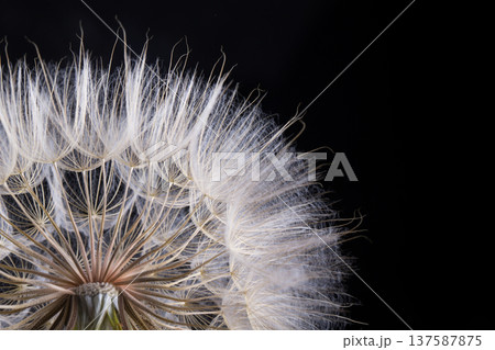 Dandelion seed isolated on a black Dandelion seed isolated on a black 137587875