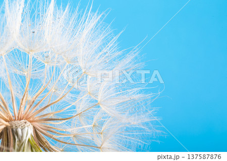 dandelion seeds close up blowing in blue background dandelion seeds close up blowing in blue background 137587876