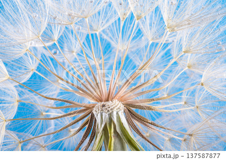 dandelion seeds close up blowing in blue background dandelion seeds close up blowing in blue background 137587877