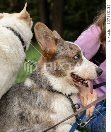 Professional dog walker young woman with pack of dogs is sitting on grass and enjoying walk animals. Professional dog walker young woman with pack of dogs is sitting on grass and enjoying walk animals. 137588153