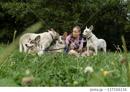 Professional dog walker young woman with pack of dogs is sitting on grass and enjoying walk animals. 137588156