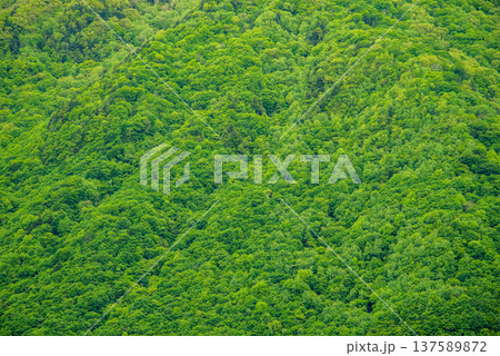 奥飛騨温泉郷中尾高原周辺の新緑の山肌 奥飛騨温泉郷中尾高原周辺の新緑の山肌 137589872