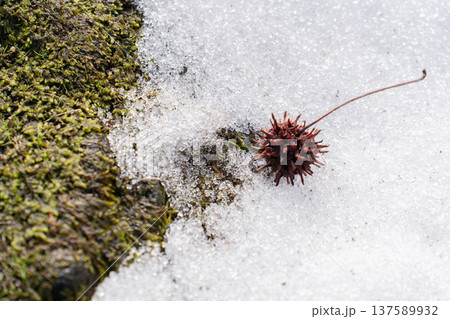 雪の上に落ちたモミジバフウの実 雪の上に落ちたモミジバフウの実 137589932