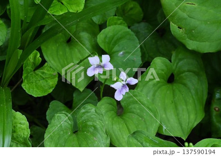 信州栂池自然園で見た葉の間から伸びたツボスミレの高山型の白色の綺麗なミヤマツボスミレ 137590194