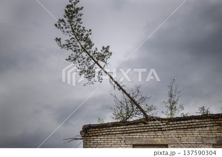 Urban decay showcases a lone tree growing from the top of a crumbling brick wall against a cloudy sky Urban decay showcases a lone tree growing from the top of a crumbling brick wall against a cloudy sky 137590304