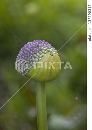 Unique close-up of allium flower bud in a lush green garden during late spring bloom 137590317