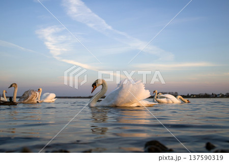 Swans gracefully gliding on a serene lake at sunset, creating a tranquil atmosphere with reflections on the water Swans gracefully gliding on a serene lake at sunset, creating a tranquil atmosphere with reflections on the water 137590319