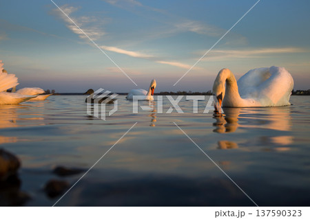 Swans and a duck swimming in calm waters during sunset with reflections of ice and sky 137590323