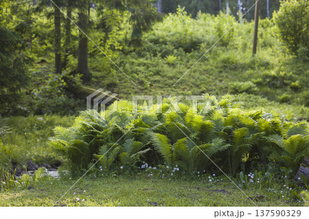 Vibrant ferns and lush greenery in a tranquil forest setting during a bright sunny day 137590329
