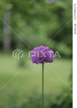 Purple allium flower stands tall in a lush green garden setting during summer 137590373