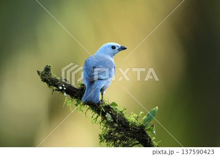 Blue-gray Tanager (Thraupis episcopus) perched on a tree branch. blue bird in the nature habitat. Costa Rica. Wildlife scene from nature. Blue-gray Tanager (Thraupis episcopus) perched on a tree branch. blue bird in the nature habitat. Costa Rica. Wildlife scene from nature. 137590423
