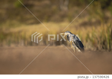 Bird in the water. Grey Heron, Ardea cinerea, bird sitting in the yellow marsh, animal in the nature. 137590426