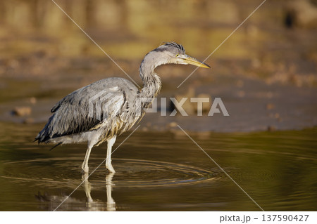 Bird in the water. Grey Heron, Ardea cinerea, bird sitting in the yellow marsh, animal in the nature. Bird in the water. Grey Heron, Ardea cinerea, bird sitting in the yellow marsh, animal in the nature. 137590427