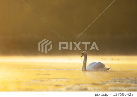 Mute swan (Cygnus olor) floating on the lake in a beautiful spring sunset. Czech republic Mute swan (Cygnus olor) floating on the lake in a beautiful spring sunset. Czech republic 137590428