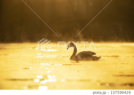 Mute swan (Cygnus olor) floating on the lake in a beautiful spring sunset. Czech republic 137590429
