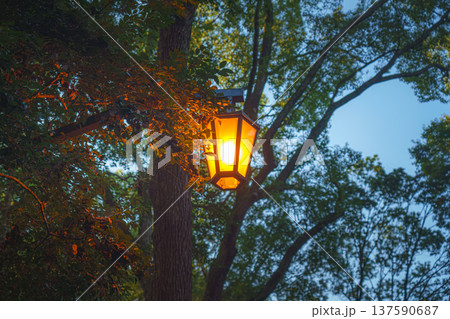 Tokyo, Japan - Oct 15 2024, panoramic view from below of a glowing street lamp suspended among the trees, on the territory of the Meiji Temple, in the evening, Tokyo, Japan 137590687