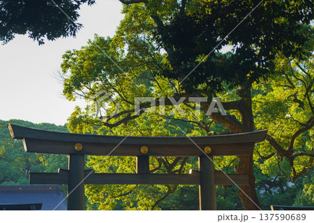 Tokyo, Japan - Oct 15 2024, Panoramic view of tops of giant stone torii gate surrounded by foliage of trees in the park on the territory of the Meiji Temple, at daytime, without people, Tokyo, Japan Tokyo, Japan - Oct 15 2024, Panoramic view of tops of giant stone torii gate surrounded by foliage of trees in the park on the territory of the Meiji Temple, at daytime, without people, Tokyo, Japan 137590689