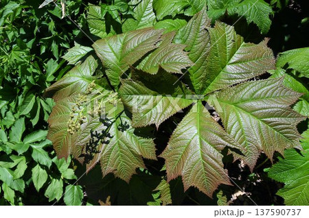 信州栂池自然園で見た淡緑褐色の大きな掌状複葉が綺麗なヤグルマソウ 信州栂池自然園で見た淡緑褐色の大きな掌状複葉が綺麗なヤグルマソウ 137590737