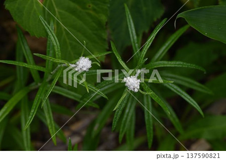 信州栂池自然園で見た細長い葉の先に咲く白色の頭花の散房状の花序が綺麗なヤマハハコ 信州栂池自然園で見た細長い葉の先に咲く白色の頭花の散房状の花序が綺麗なヤマハハコ 137590821