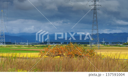 Sakata, Japan - Oct 5 2024, panoramic view of a field with power line supports, mountains and dark clouds in background, a persimmon tree and a railroad in foreground behind tall grass, Sakata, Japan 137591004