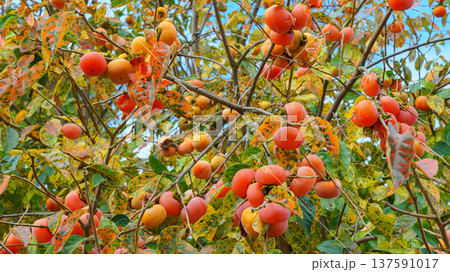 Sakata, Yamagata, Japan - Oct 5 2024,A close-up view of a lot of ripe persimmon fruits growing on a branch and foliage of a tree, with a blurred blue sky with clouds in background, Sakata, Japan Sakata, Yamagata, Japan - Oct 5 2024,A close-up view of a lot of ripe persimmon fruits growing on a branch and foliage of a tree, with a blurred blue sky with clouds in background, Sakata, Japan 137591017