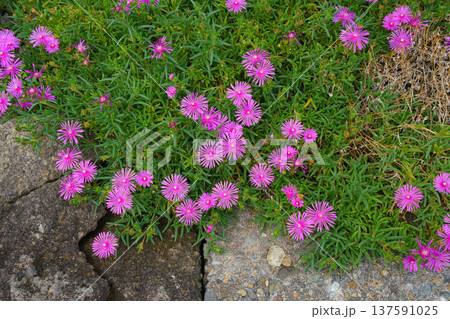 Sakata, Yamagata, Japan - Oct 5 2024, close up view of the blooming trailing iceplant growing along the road, at daytime, Sakata, Japan Sakata, Yamagata, Japan - Oct 5 2024, close up view of the blooming trailing iceplant growing along the road, at daytime, Sakata, Japan 137591025