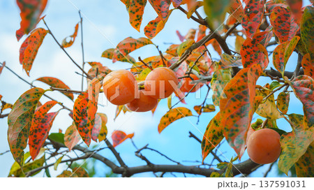 Sakata, Yamagata, Japan - Oct 5 2024, A close-up view of a ripe persimmon fruit growing on a branch and the foliage of a tree, with a blurred blue sky with clouds in the background, Sakata, Japan  137591031