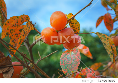 Sakata, Yamagata, Japan - Oct 5 2024, A close-up view of a ripe persimmon fruit growing on a branch and the foliage of a tree, with a blurred blue sky with clouds in the background, Sakata, Japan Sakata, Yamagata, Japan - Oct 5 2024, A close-up view of a ripe persimmon fruit growing on a branch and the foliage of a tree, with a blurred blue sky with clouds in the background, Sakata, Japan 137591035