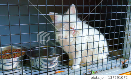 Sakata, Yamagata, japan - Oct 5 2024, A close-up view of a white rabbit with short ears sitting in a cage and poking its muzzle at the bars, Sakata, Japan Sakata, Yamagata, japan - Oct 5 2024, A close-up view of a white rabbit with short ears sitting in a cage and poking its muzzle at the bars, Sakata, Japan 137591072