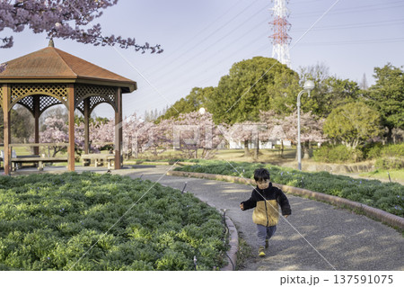 春の公園を散歩する男の子 春の公園を散歩する男の子 137591075