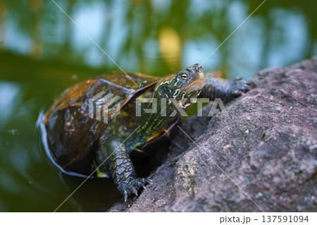 Sakata, Yamagata, japan - Oct 5 2024, A close-up view of a Chinese pond turtle crawling out of the water onto a rock, at daytime, Sakata, Japan Sakata, Yamagata, japan - Oct 5 2024, A close-up view of a Chinese pond turtle crawling out of the water onto a rock, at daytime, Sakata, Japan 137591094