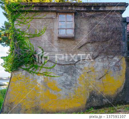 Sakata, Yamagata, japan - Oct 5 2024, panoramic view of the stone wall of an old house covered with foliage, ivy and lichen, on the river embankment, at daytime, without people, Sakata, Japan Sakata, Yamagata, japan - Oct 5 2024, panoramic view of the stone wall of an old house covered with foliage, ivy and lichen, on the river embankment, at daytime, without people, Sakata, Japan 137591107