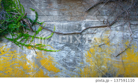 Sakata, Yamagata, japan - Oct 5 2024, panoramic view of the stone wall of an old house covered with foliage, ivy and lichen, on the river embankment, at daytime, without people, Sakata, Japan 137591110