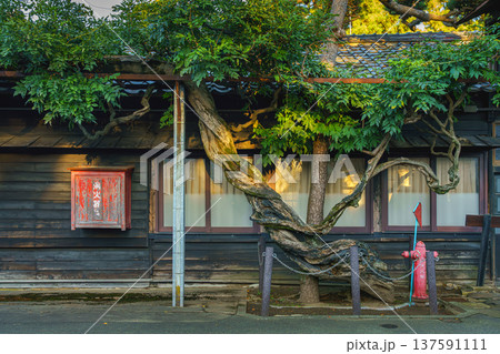 Sakata, Yamagata, japan - Oct 5 2024, Panoramic view of wisteria tree with green foliage and twisted trunk, Japanese style wooden house in the background, no people, at daytime, Sakata, Japan 137591111