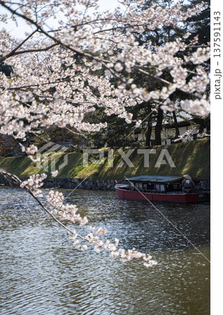 桜満開の桜と川の赤い船 137591143