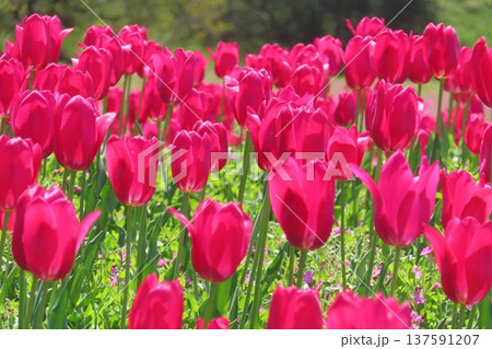 満開のチューリップ畑 満開のチューリップ畑 137591207