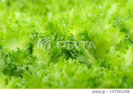 Close-up view of lettuce seedlings, eco food, plant, nature, natural 137591298