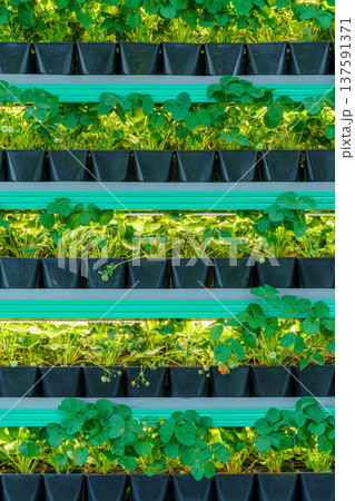 Close up view of a strawberry plantation, plant, eco food, nature 137591371