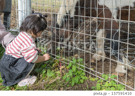 【放牧された馬と二歳児】 137591410