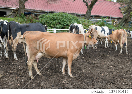 【放牧中の牛】 137591413
