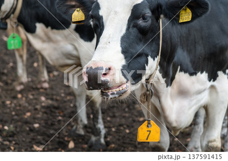 【放牧中の牛】 【放牧中の牛】 137591415