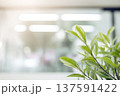 観葉植物 葉 室内背景 ボケ写真 137591422